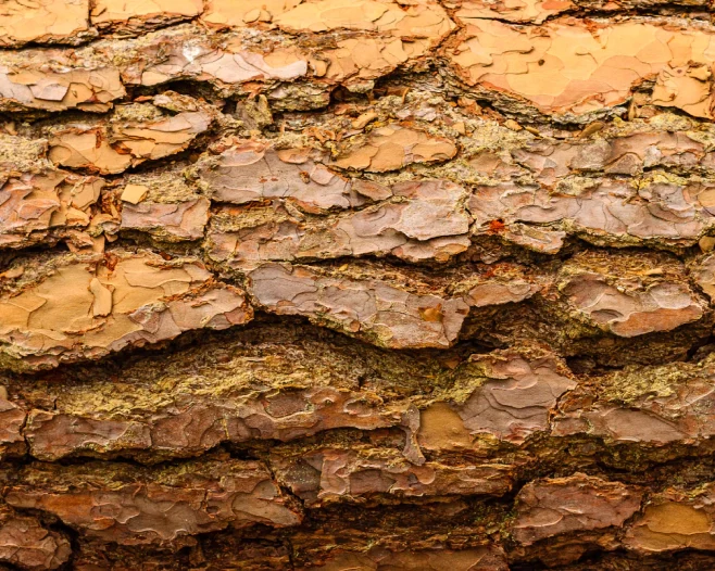 old tree bark close up